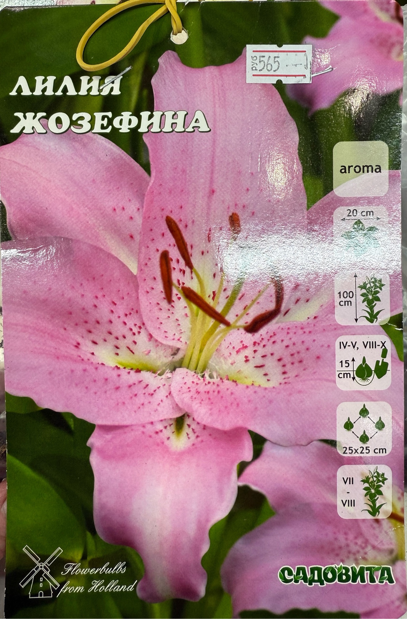 Лилия Жозефина 16/18 3 шт Садовита