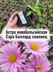 Астра новобельгийская Сара Баллард сентябринка цветы саженец