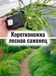 Коротконожка лесная (Брахиподиум) многолетняя трава саженец