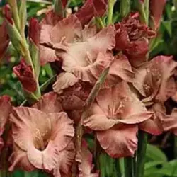 Гладиолус Буккако