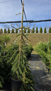 IMG_20260413_105116
