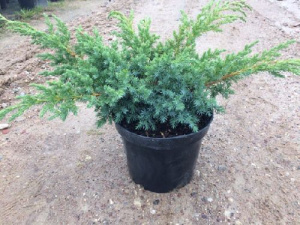 mozhzhevelnik_cheshuychatyy_blyu_shved_juniperus_squamata_blue_swede_2l_3l_zk