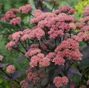 Ochitok-vidnyj-Karfunkelstein-Sedum-telephium