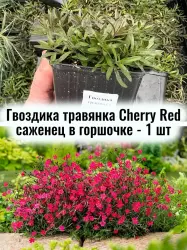 Гвоздика травянка Черри Ред многолетние цветы ЗКС саженец