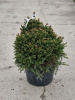 13297