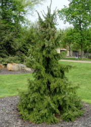 53937494b989217f9def0b22da52c7fc--serbian-spruce-evergreen
