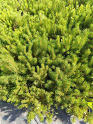 IMG_20240626_153119_256