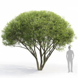 1637284539_61-pro-dachnikov-com-p-iva-lomkaya-salix-fragilis-foto-66