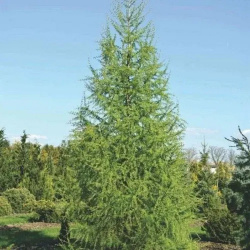 500x500__1_.webp@webp