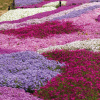 0376ab899b4a41190f966d22124797a7--flower-plants-flowers-garden