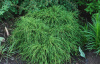 Filifera_Nana-2.jpg@webp