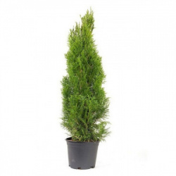 6737411530