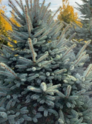 2025-12-03_10-19-54