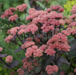 Ochitok-vidnyj-Karfunkelstein-Sedum-telephium