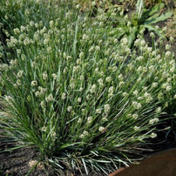 seslerija-golubaja-sesleria